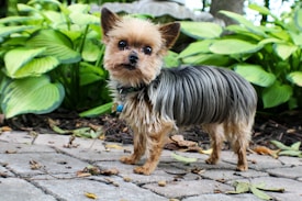A small, fluffy dog with brown and black fur stands on a stone path surrounded by green foliage. The dog has a curious expression with pointed ears and a small blue tag hanging from its collar.