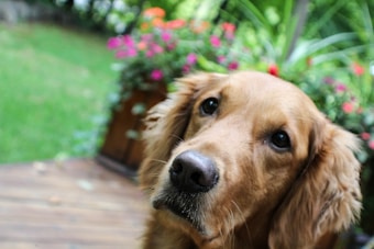 A golden retriever with soft, wavy fur is looking intently at the camera against a background of vibrant green grass and colorful flowers in a garden. The deck appears to be wooden.
