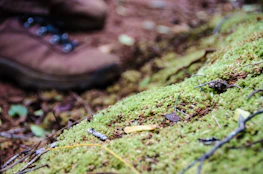 Close-up of a hiker’s boots stepping on a mossy trail surrounded by vibrant foliage.