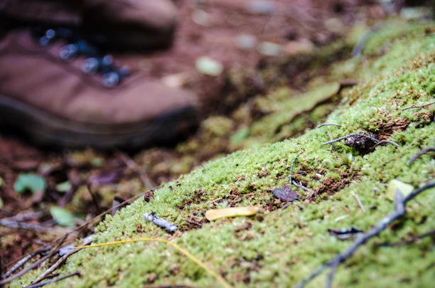 Close-up of durable hiking boots stepping on mossy forest ground with soft sunlight filtering through trees.