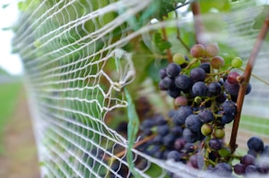 Purple Grapes