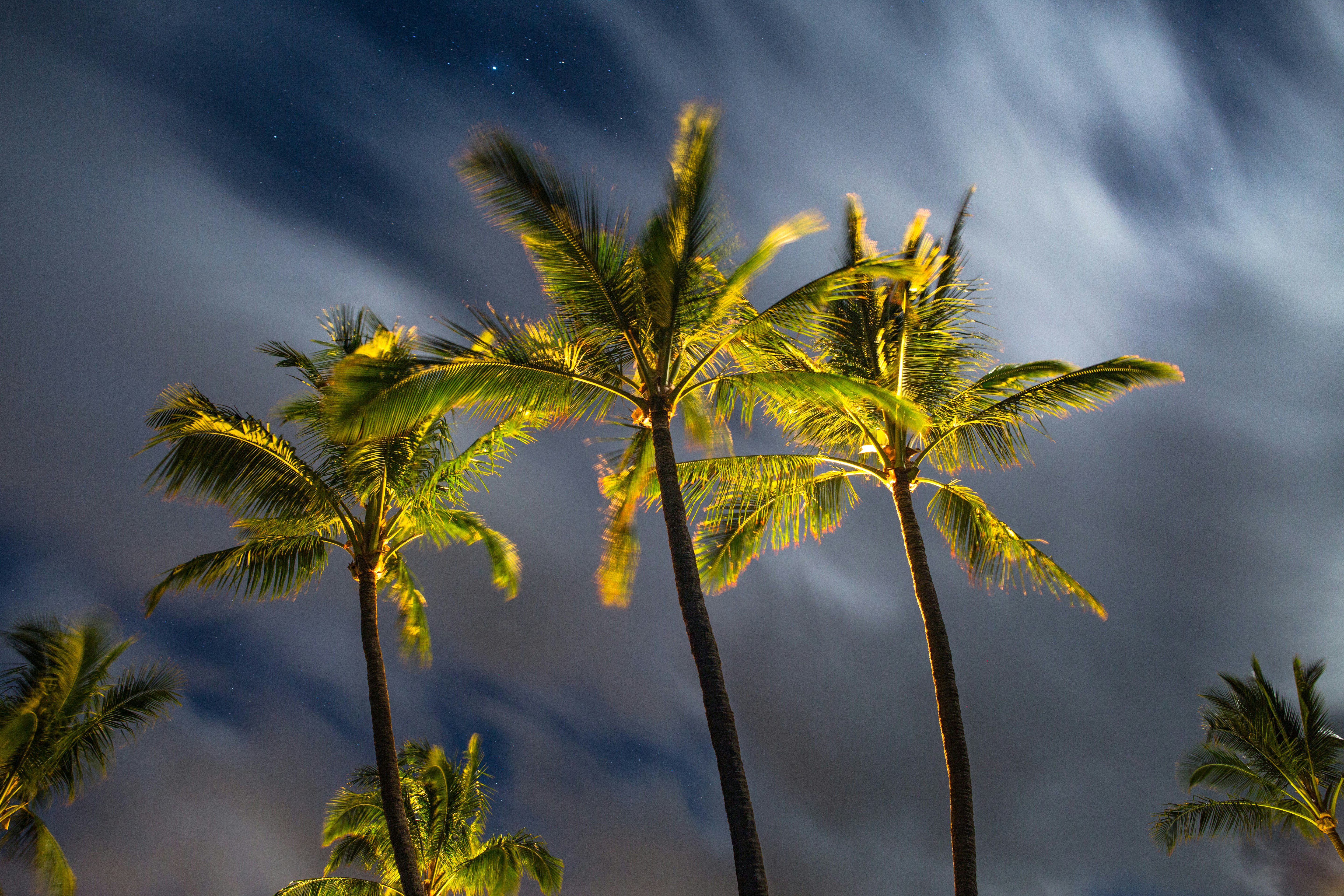 shallow focus of green palm trees