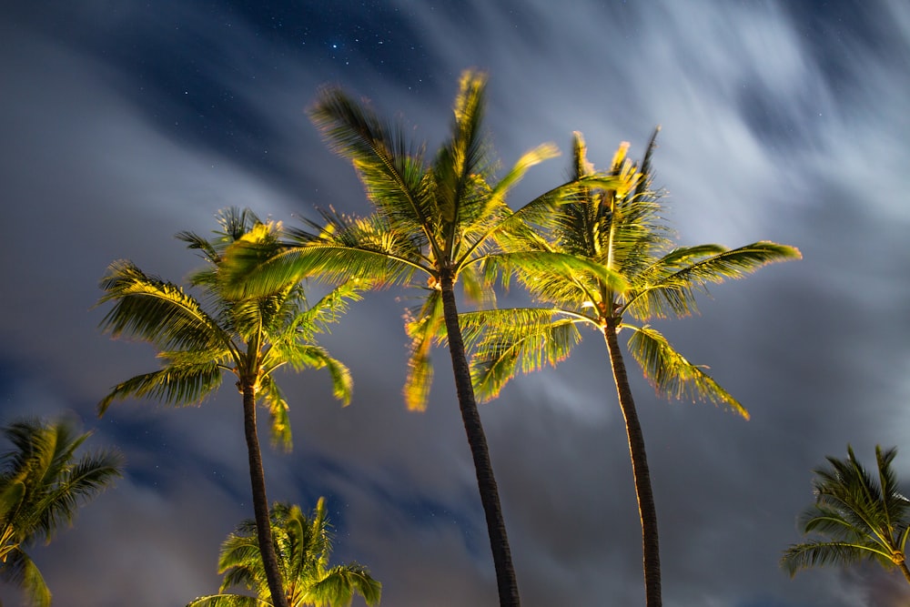 shallow focus of green palm trees