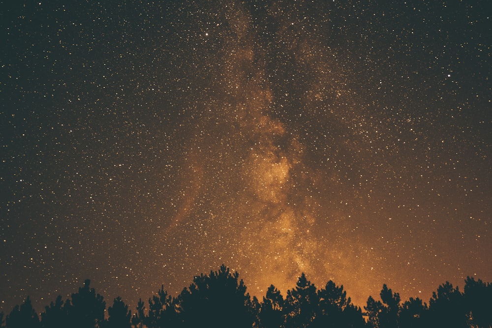 photographie de silhouette d’arbres et de ciel