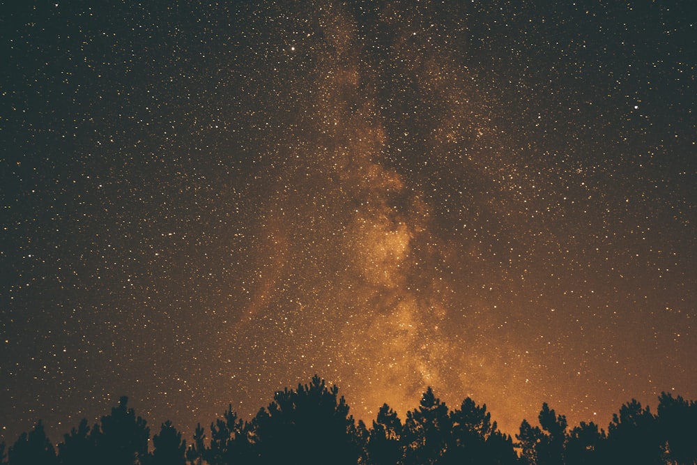 Fotografía de silueta de árboles y cielo