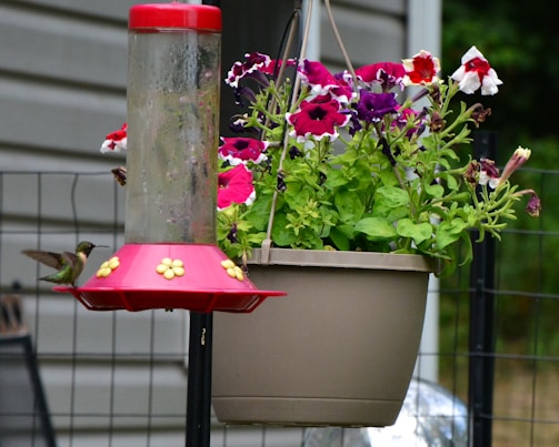 Rosetta and Maverick smiling proudly next to their hummingbird food jars in a sunny garden.