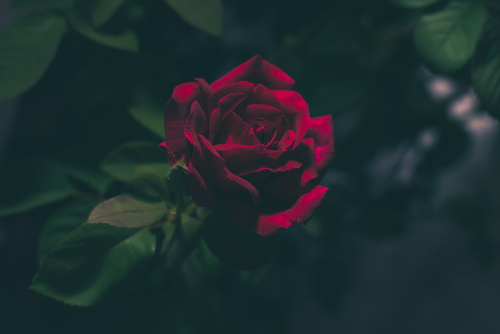 Fotografía de enfoque superficial de Red Rose