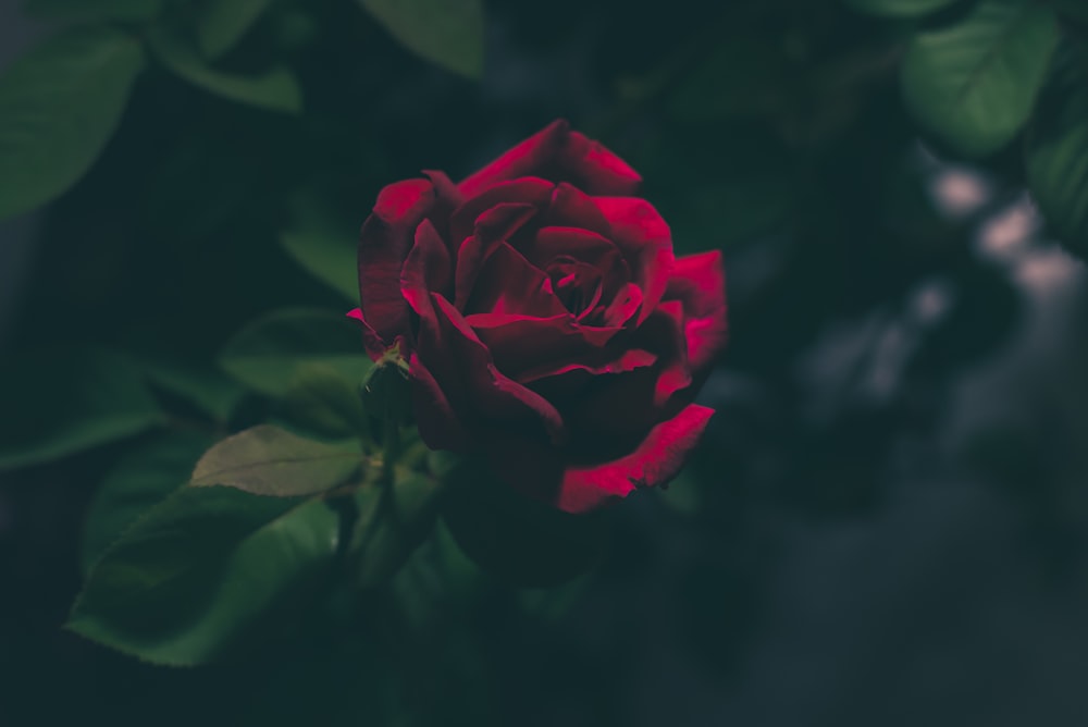 shallow focus photography of red rose