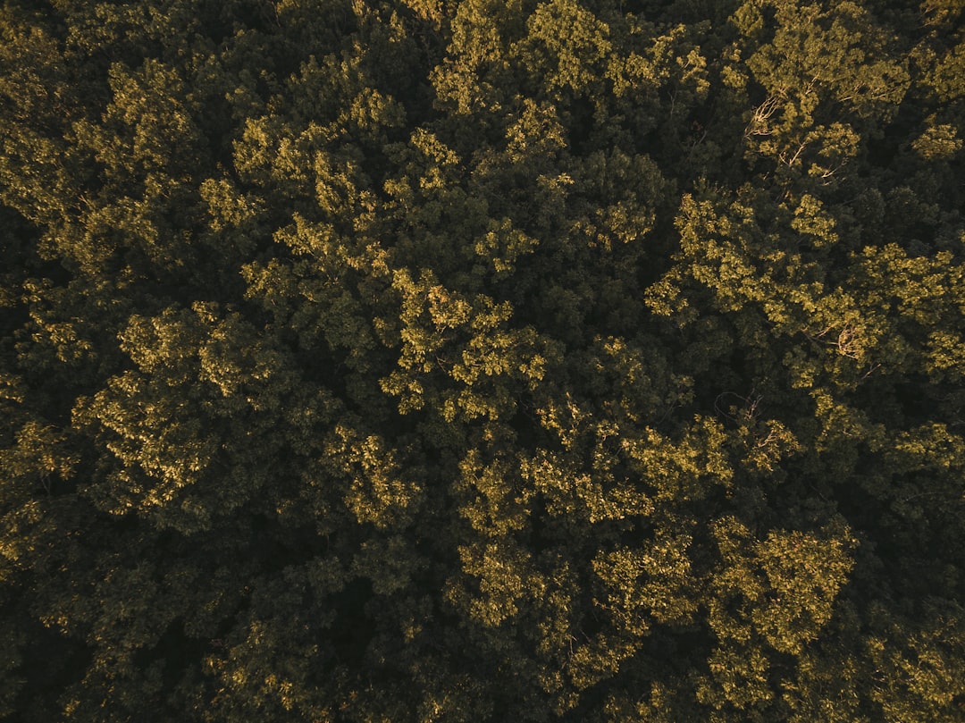 Sunlit treetops from above
