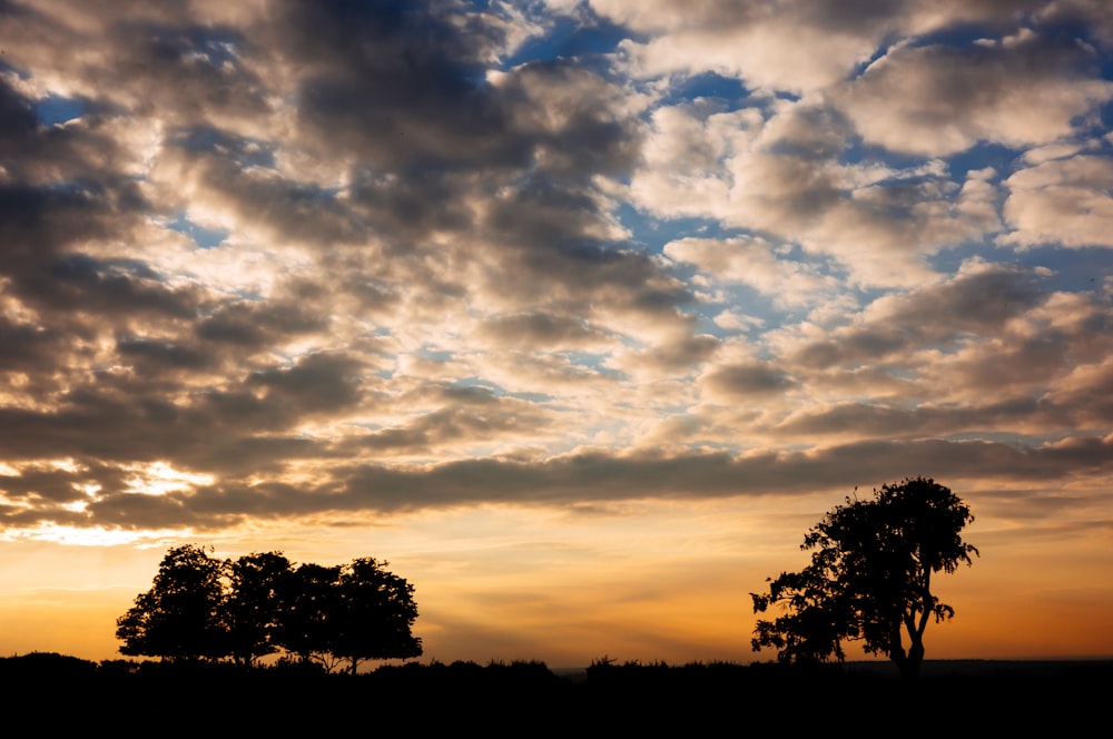 silhouette of trees under orange and gray clouds during daytime