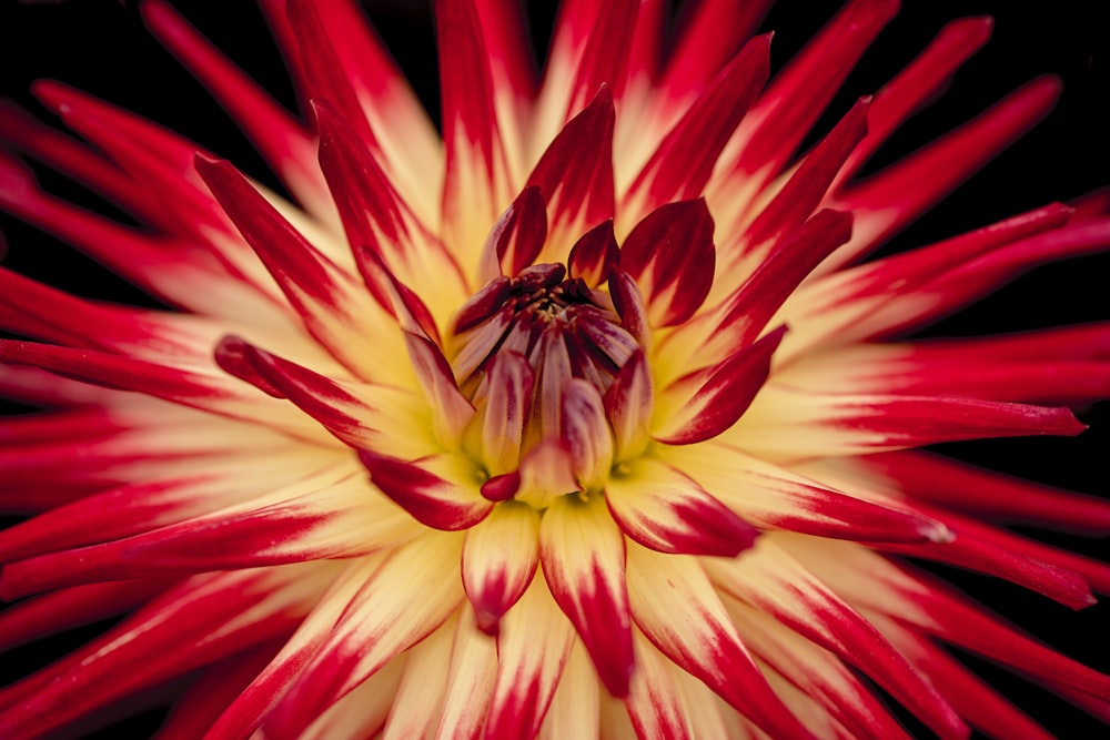 white and red petaled flower