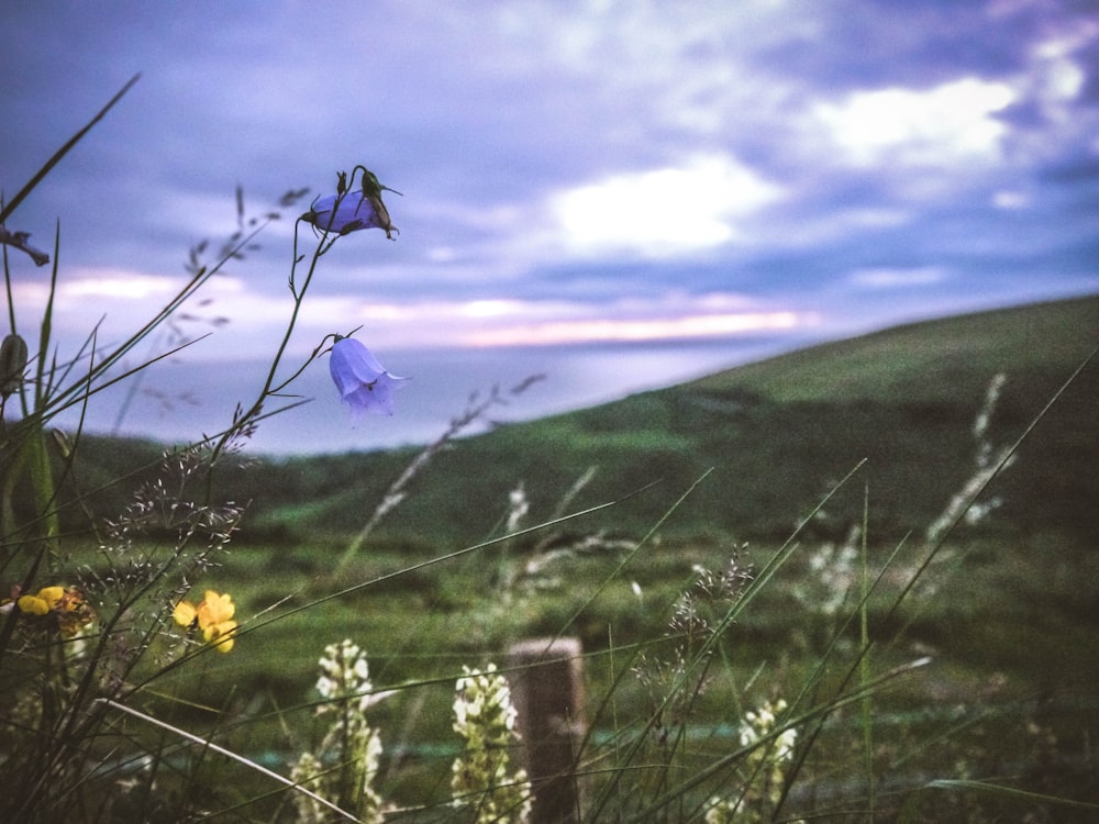 Fotografía de profundidad de flores de pétalos púrpuras