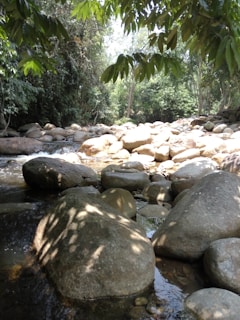 A serene stream winding through the landscape with smooth stones and dappled sunlight.