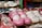 Brightly colored children's shoes are displayed closely together. The shoes are made of glossy materials and come in shades of pink and white. Some of the shoes feature decorative accents such as floral designs and small bows.