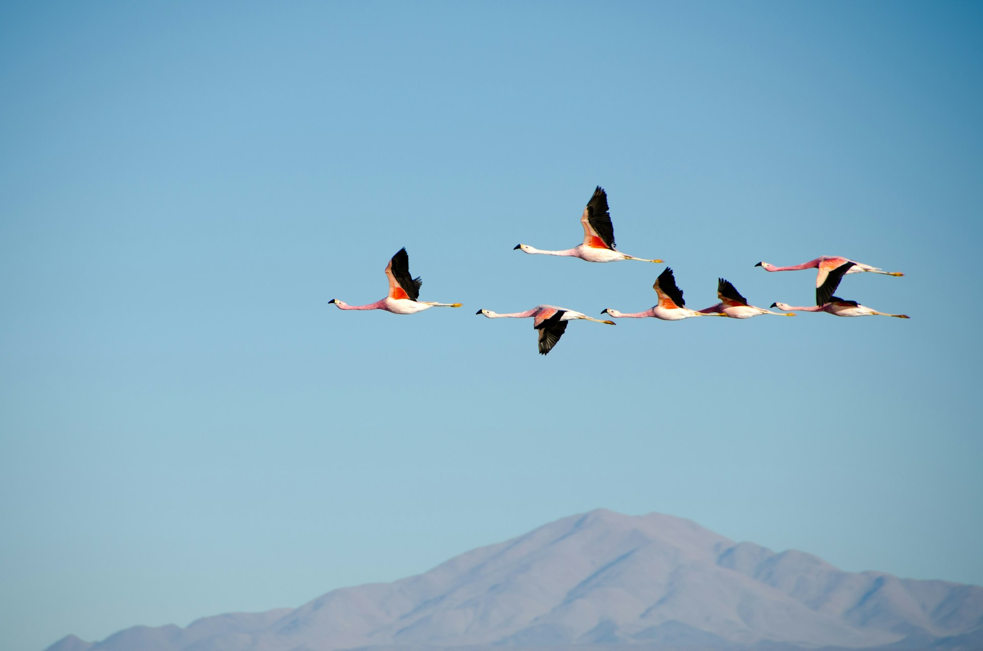 aerial photography of flock of white flying bird
