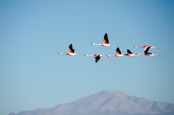 How do Birds Navigate During Migration?