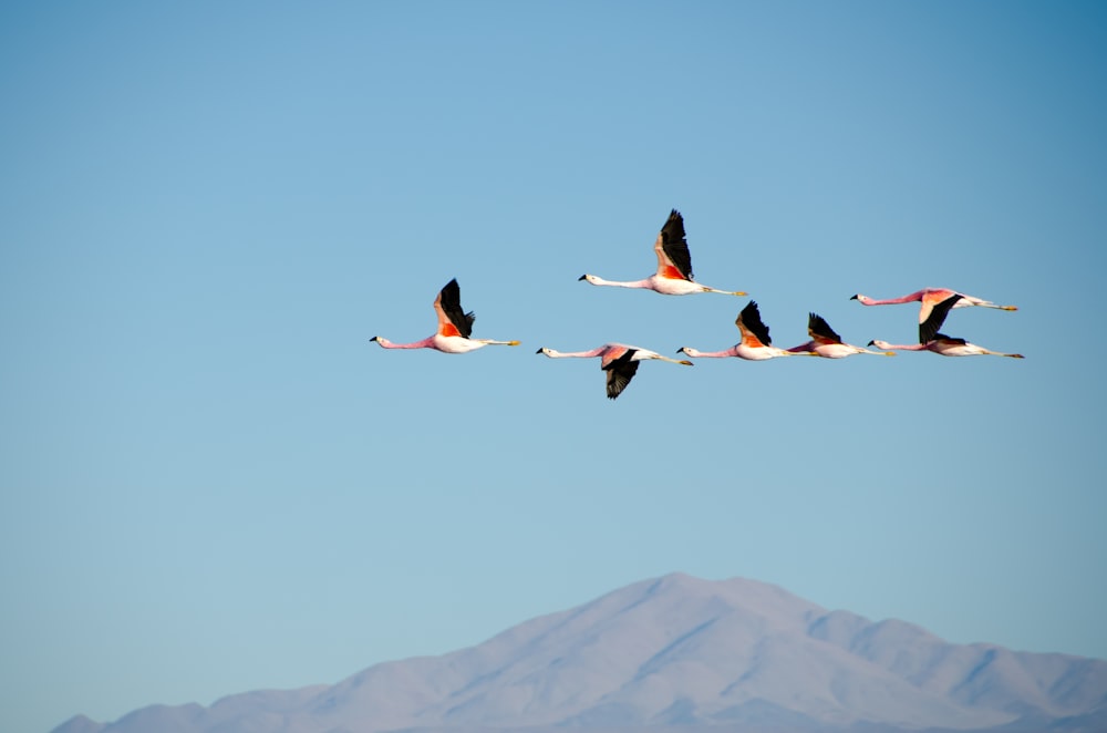 aerial photography of flock of white flying bird