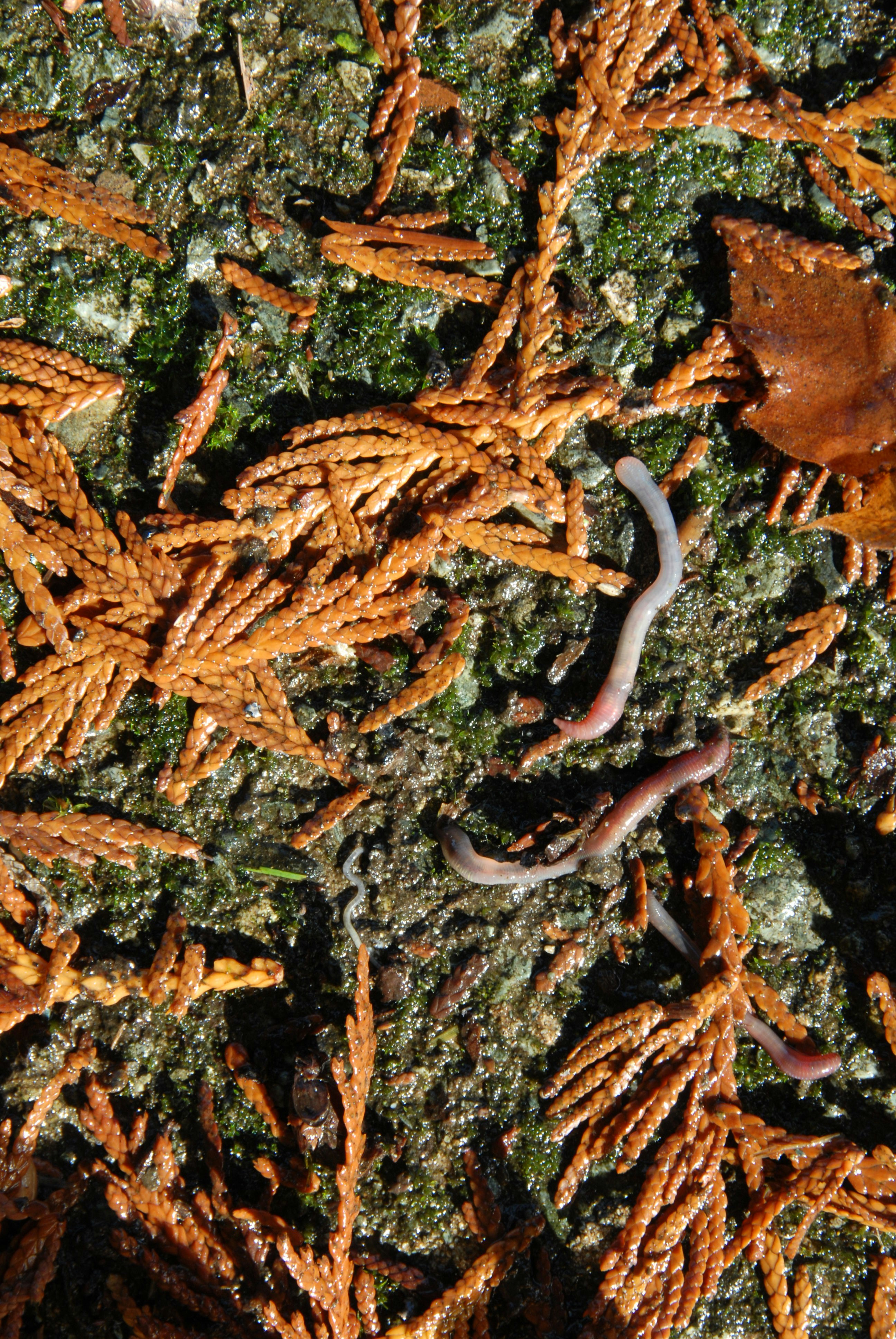 Free Unsplash photo from Dan Schubart