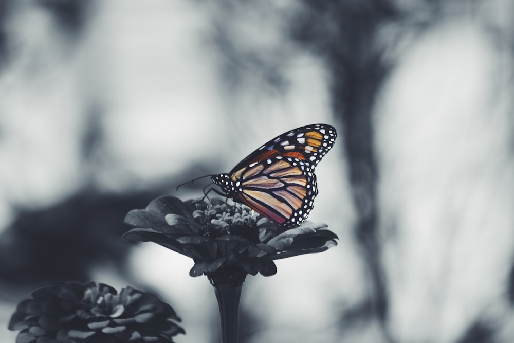 Photographie couleur sélective de papillon brun