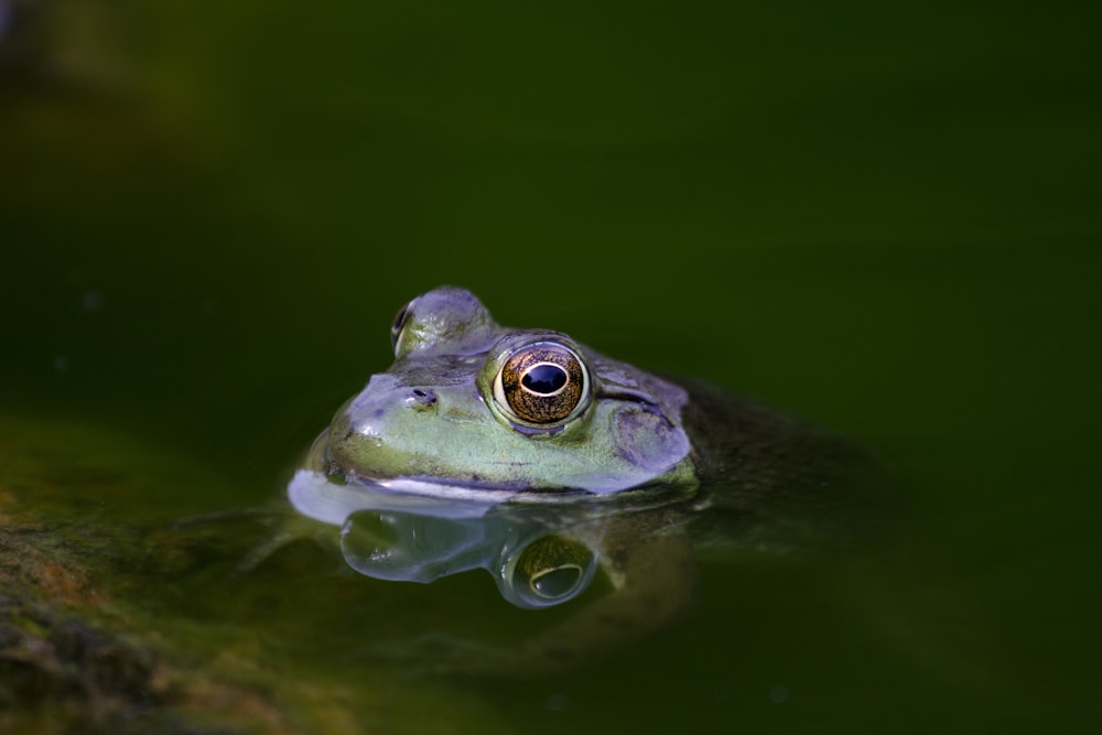 Fotografia de foco raso do sapo roxo