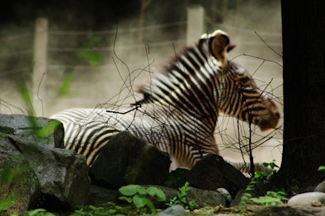 A zebra with distinct black and white stripes is lounging in a natural setting surrounded by large rocks and sparse vegetation. The animal is in profile, its head and body partially obscured by branches and leaves in the foreground. Soft lighting gives a serene and tranquil atmosphere.