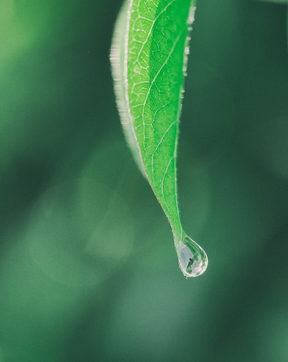 photography of green leaf