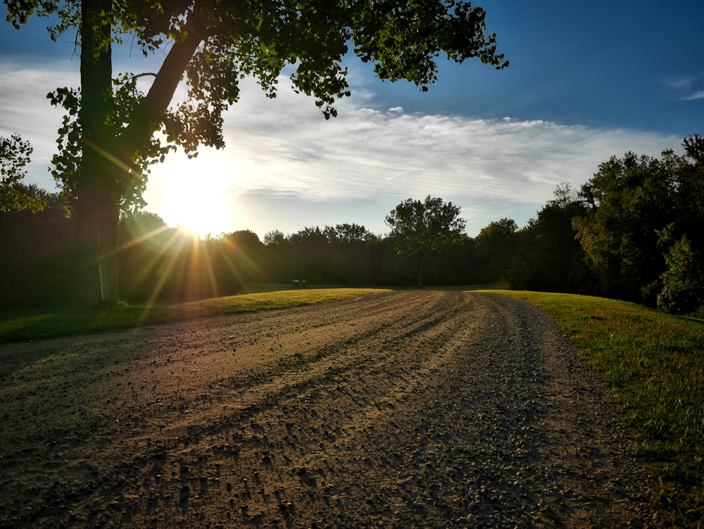 pathway between trees