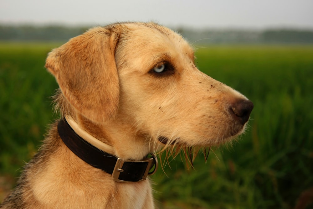 adult short-coated fawn dog