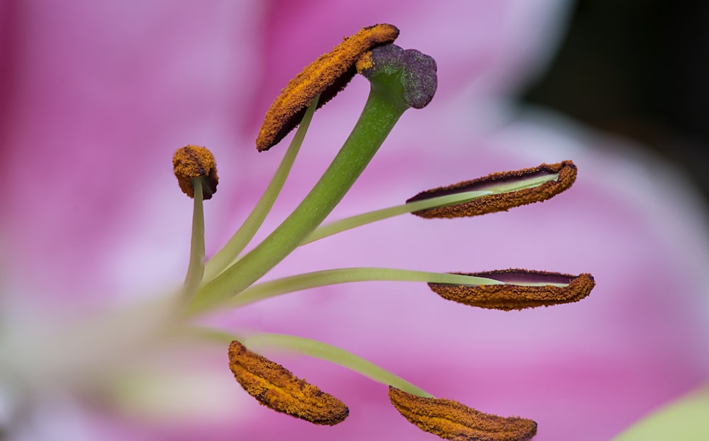 Photographie sélective de fleurs brunes