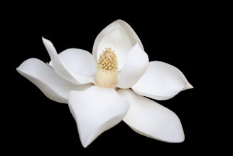 closeup photo of white petaled flower