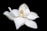 closeup photo of white petaled flower