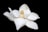 closeup photo of white petaled flower
