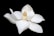 closeup photo of white petaled flower