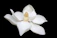closeup photo of white petaled flower