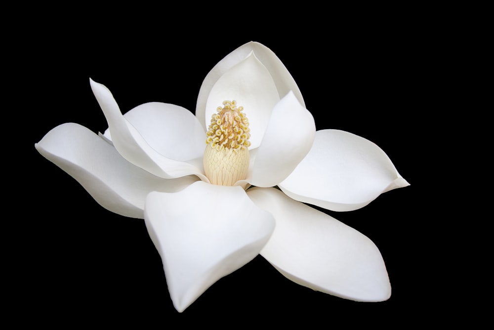Foto de primer plano de flor de pétalos blancos