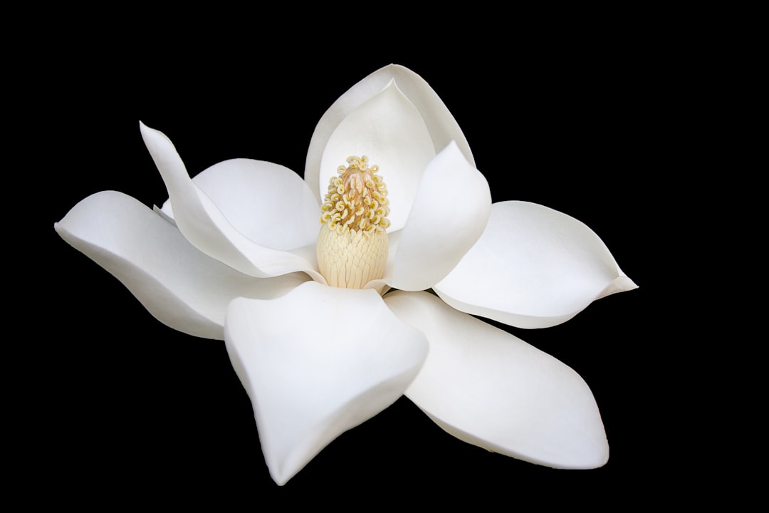 A macro shot of a snow white magnolia flower against a black background
