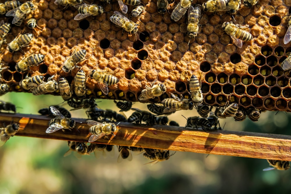 A bunch of hornets at their nest.