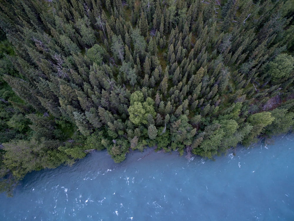 aerial photography of trees and body of water