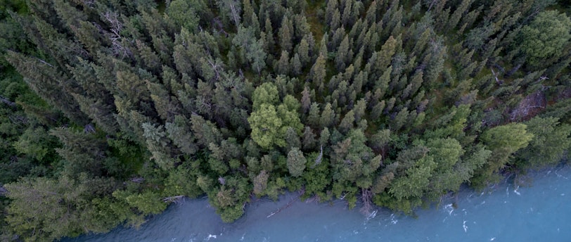 aerial photography of trees and body of water