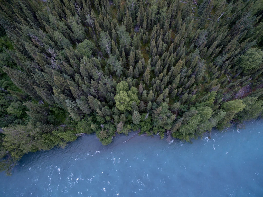 aerial photography of trees and body of water, Green forest by a blue lake