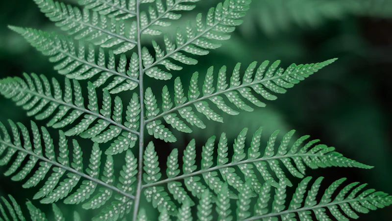 Green leafed plant