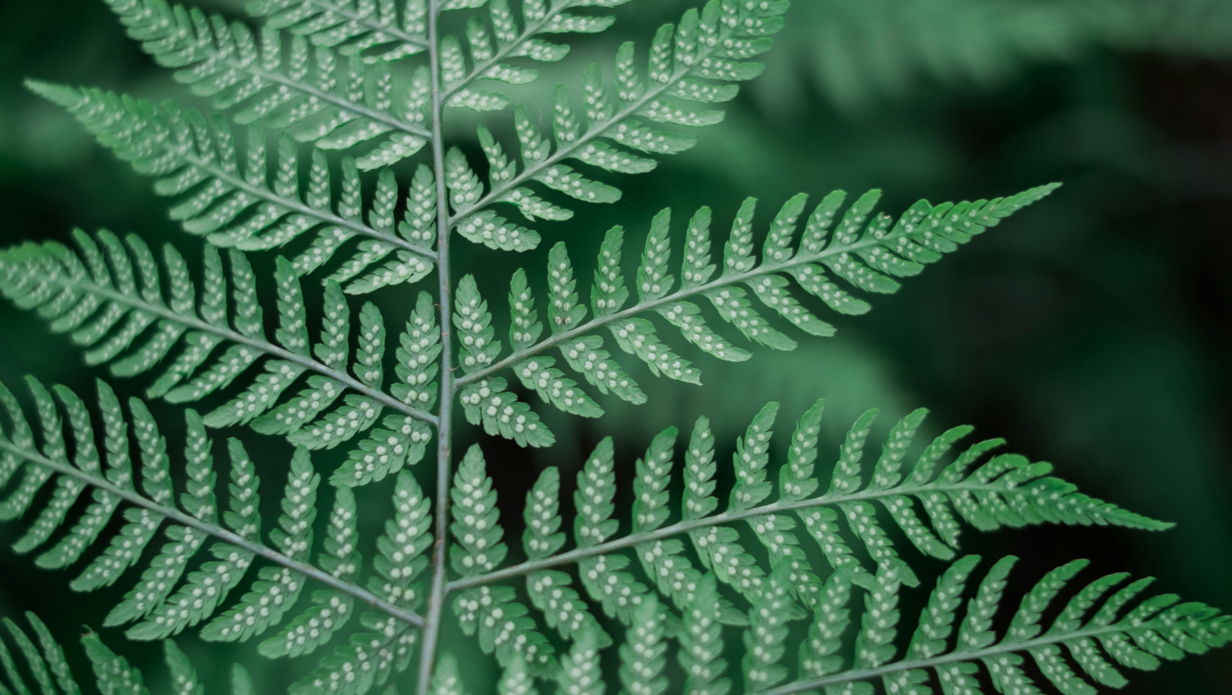 shallow photography of green leafed plant