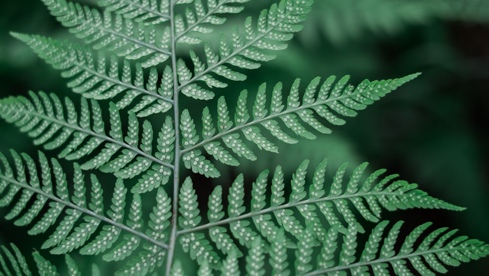 녹색 잎이 있는 식물의 얕은 사진