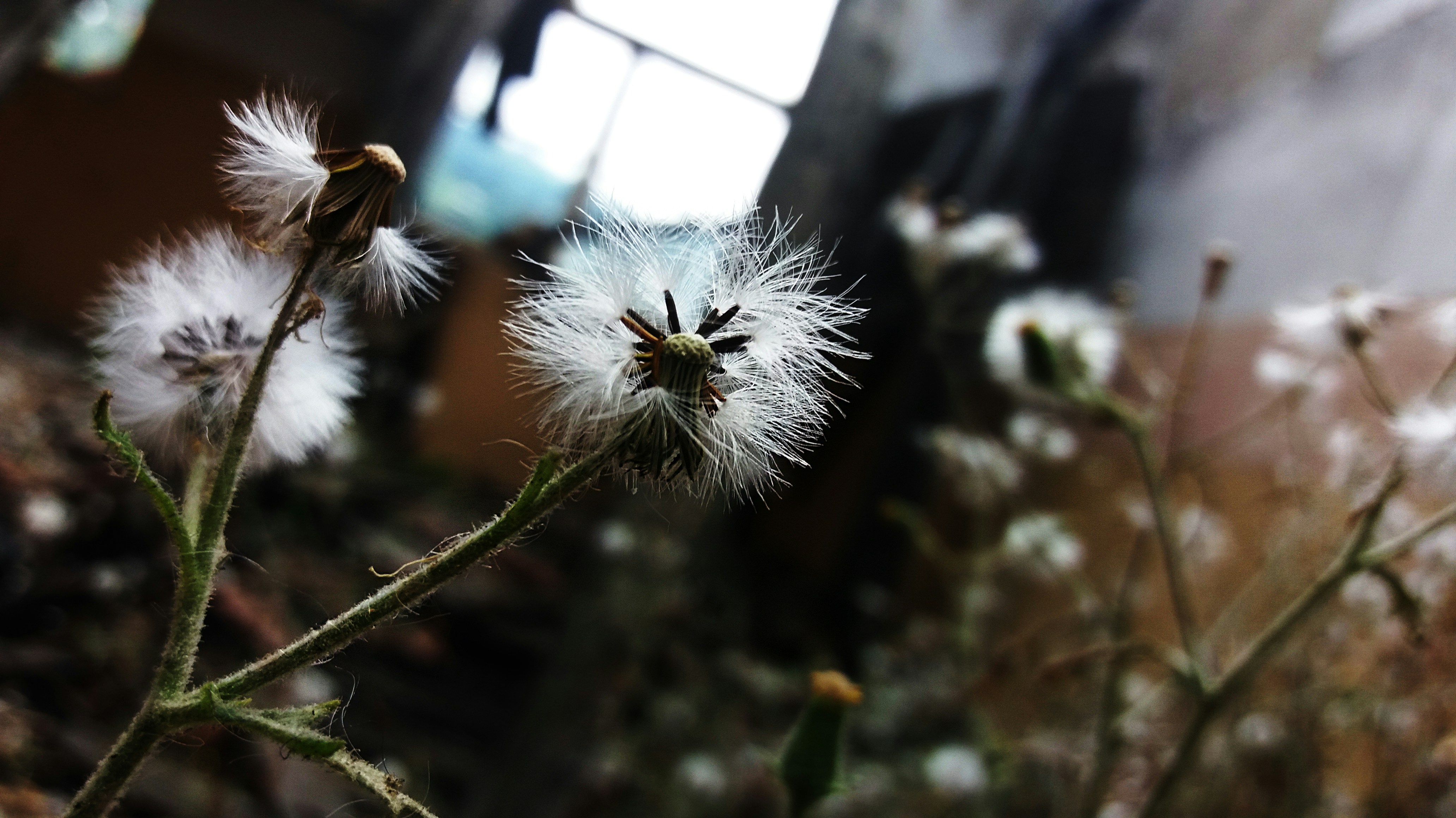 Free Unsplash photo from Cotos Bogdan