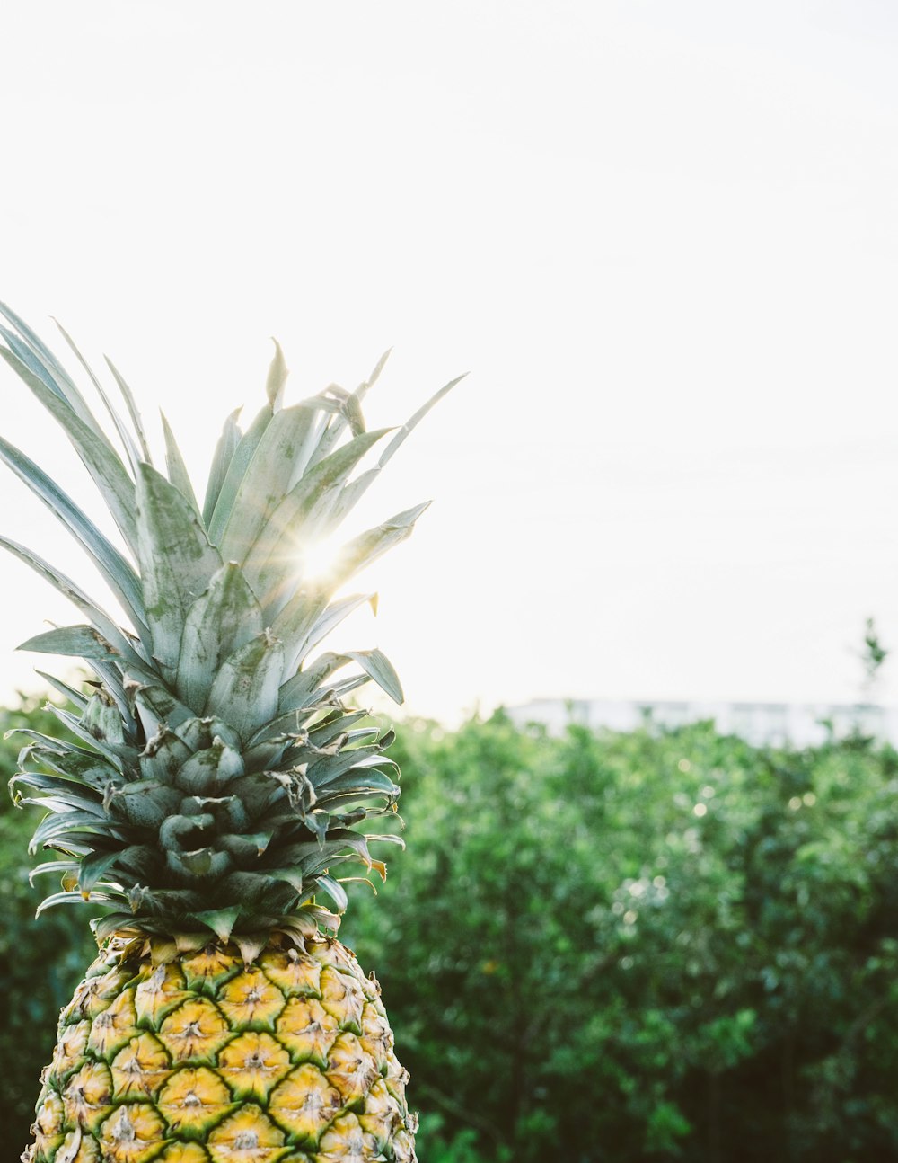 Fruta de piña amarilla y verde cerca de los árboles durante el día