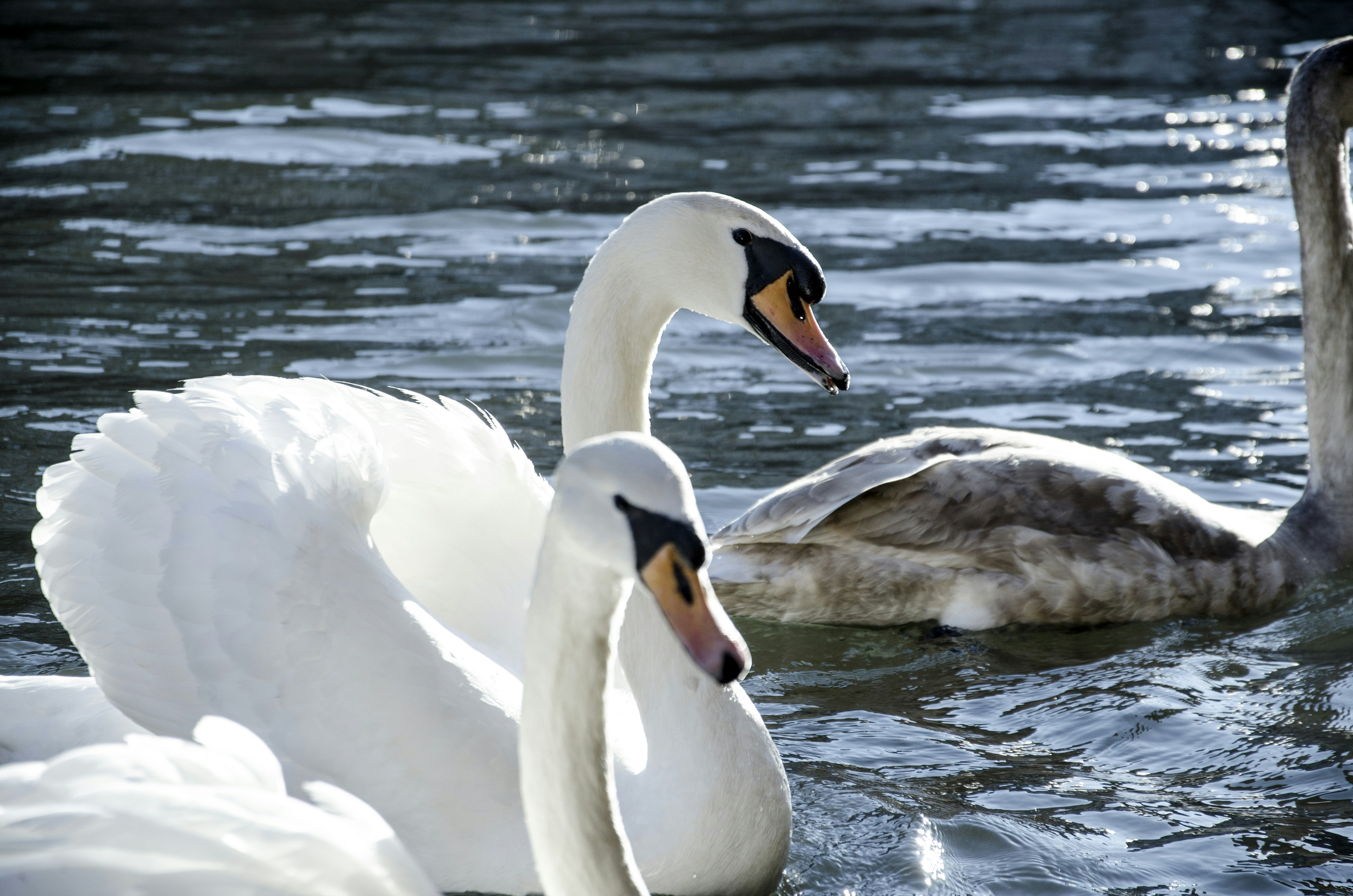 Free Unsplash photo from Nanzui Palomino Francioli
