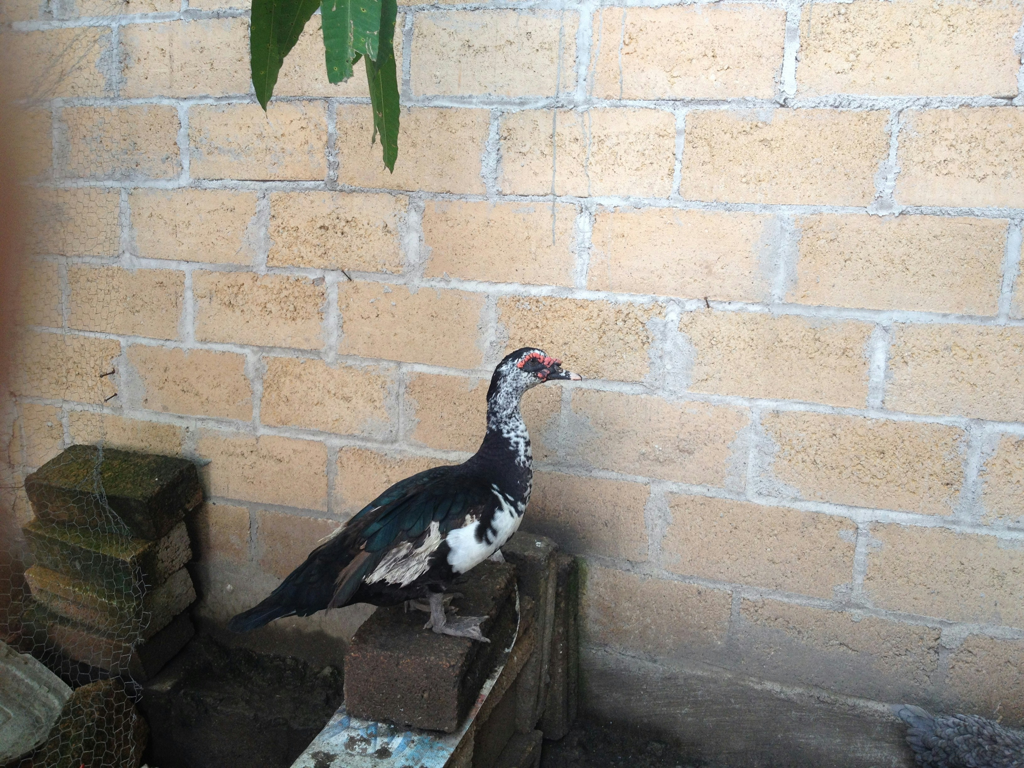 Free Unsplash photo from Magoflow_1 Mago