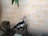 A duck with black and white feathers stands on a pile of bricks against a light brown brick wall. There is a green leafy plant hanging from above, and some chicken wire and additional bricks are visible to the side.