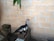 A duck with black and white feathers stands on a pile of bricks against a light brown brick wall. There is a green leafy plant hanging from above, and some chicken wire and additional bricks are visible to the side.