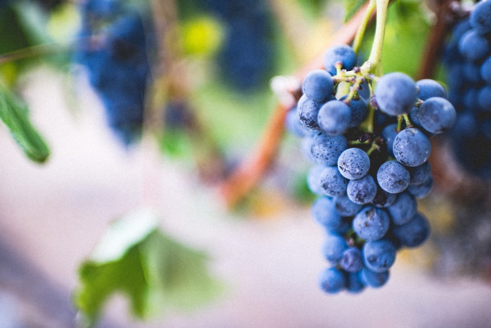 Fotografia a fuoco selettiva del frutto dell'uva viola